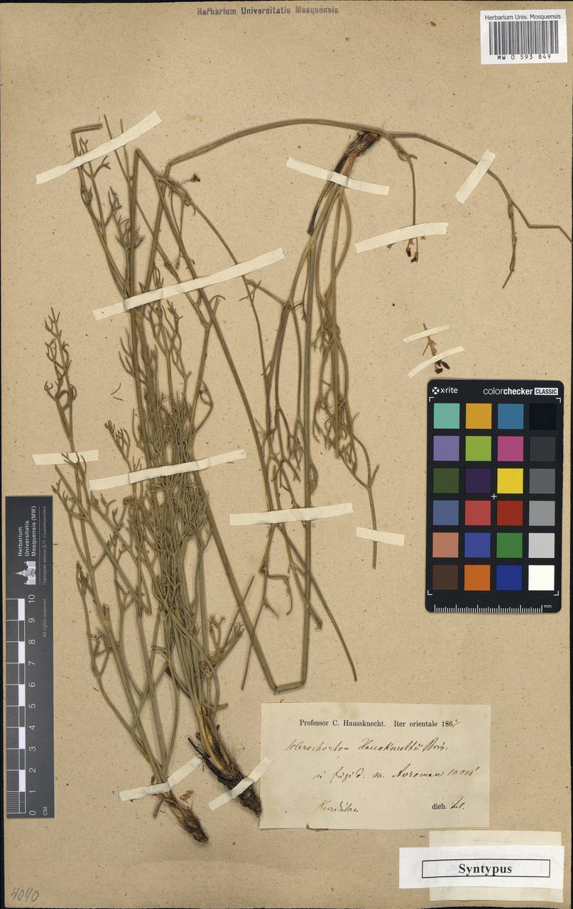 Sclerochorton haussknechtii Boiss., South Asia, South Asia (Asia outside ex-Soviet states and Mongolia) (ASIA) (Iran)