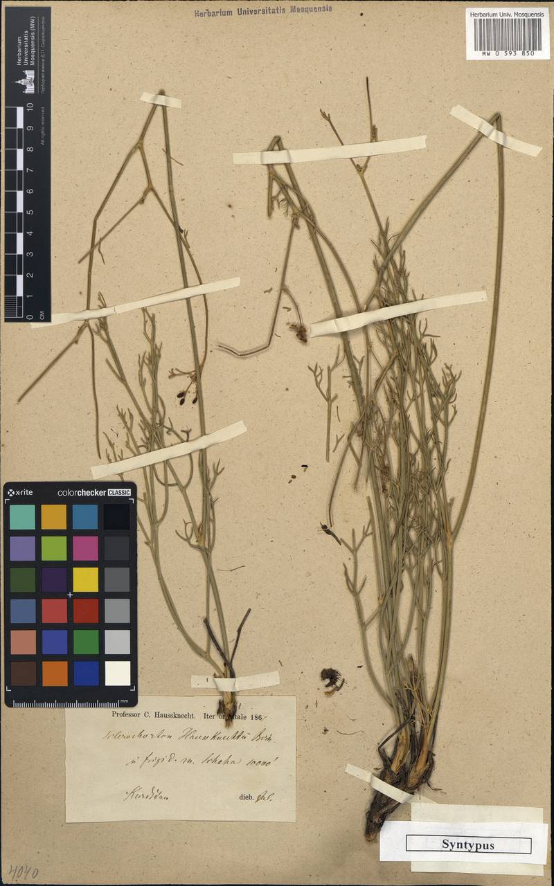 Sclerochorton haussknechtii Boiss., South Asia, South Asia (Asia outside ex-Soviet states and Mongolia) (ASIA) (Iran)