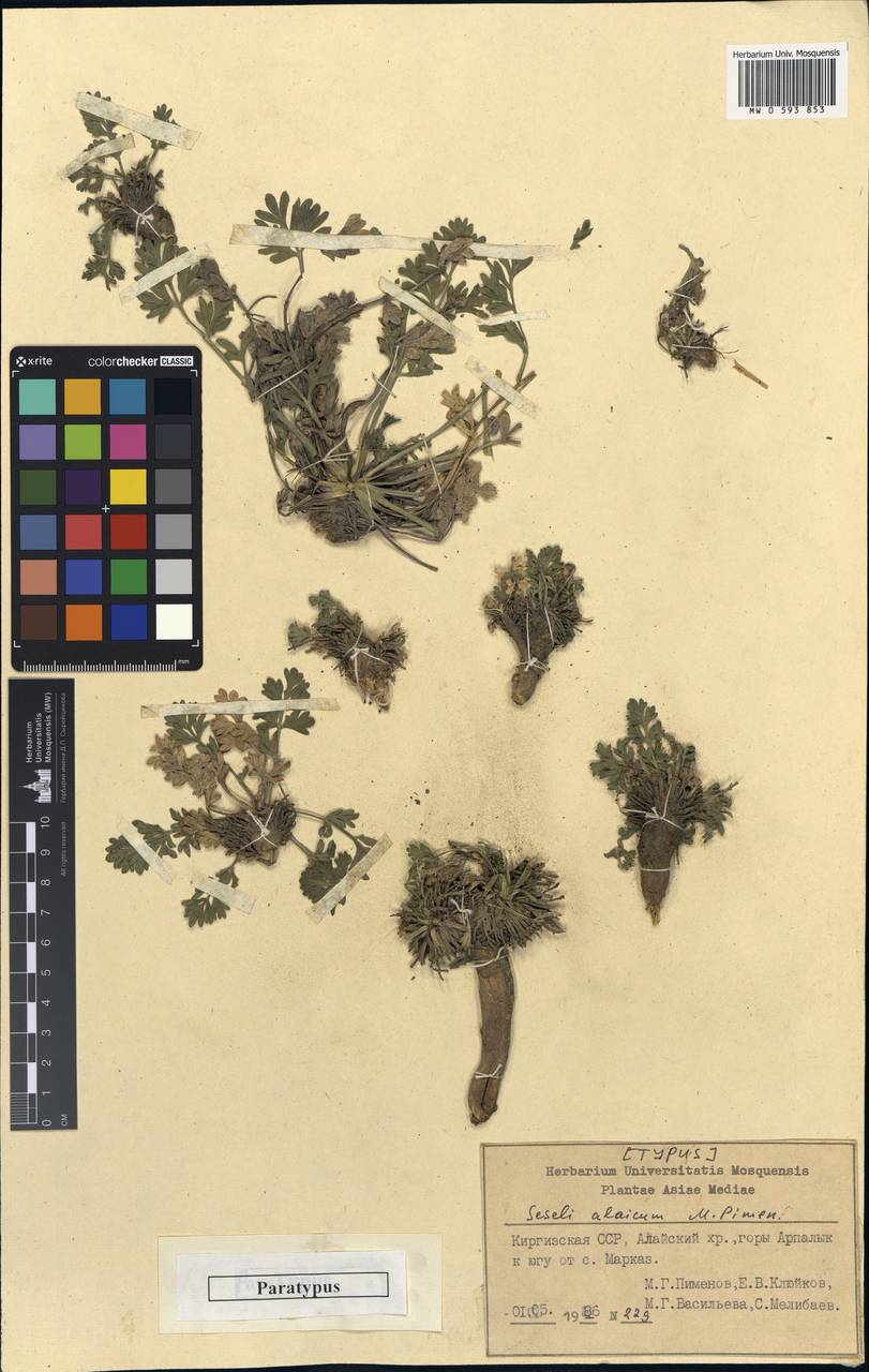 Seseli alaicum Pimenov, Middle Asia, Pamir & Pamiro-Alai (M2) (Kyrgyzstan)