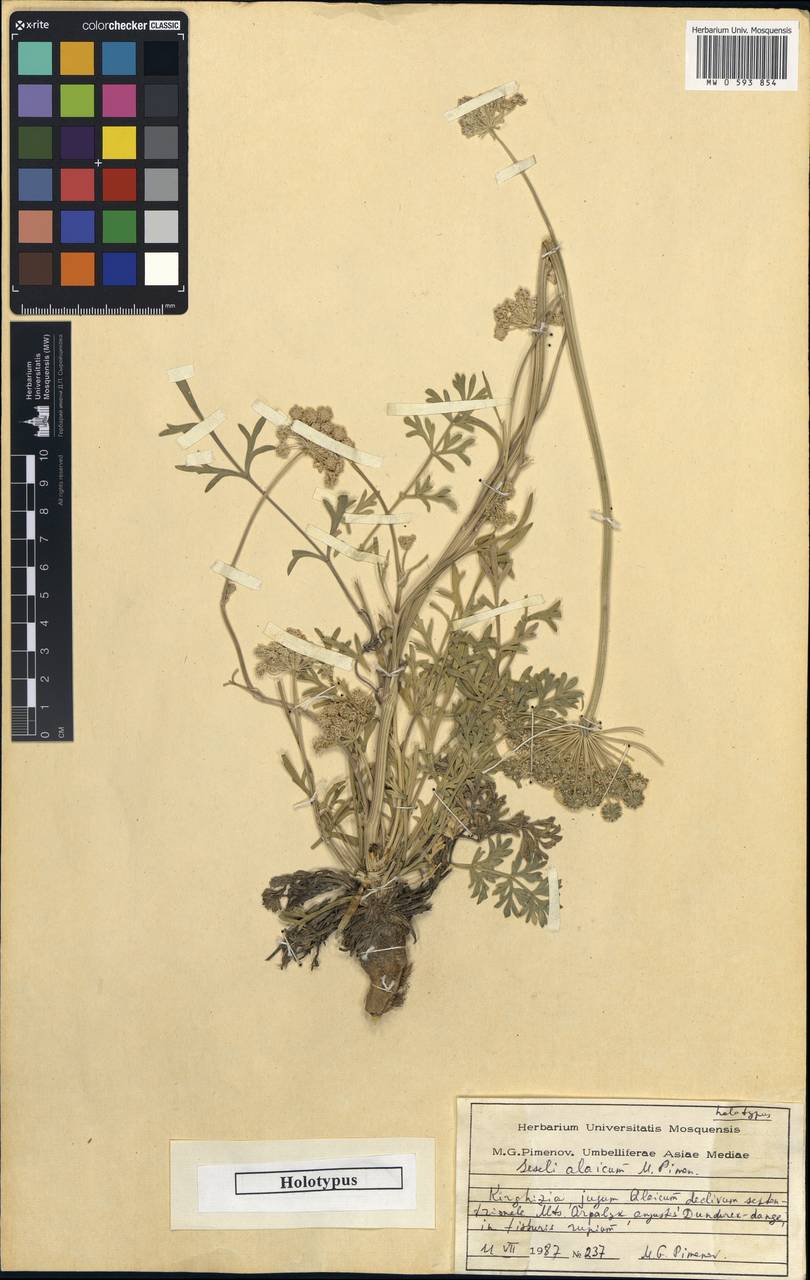 Seseli alaicum Pimenov, Middle Asia, Pamir & Pamiro-Alai (M2) (Kyrgyzstan)