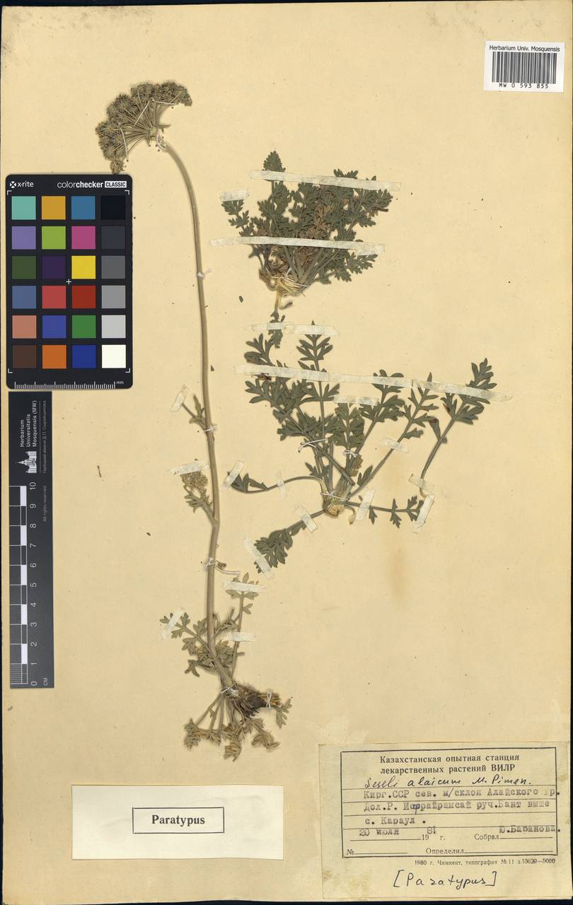 Seseli alaicum Pimenov, Middle Asia, Pamir & Pamiro-Alai (M2) (Kyrgyzstan)