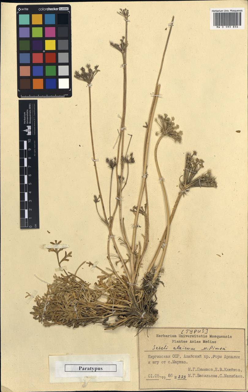 Seseli alaicum Pimenov, Middle Asia, Pamir & Pamiro-Alai (M2) (Kyrgyzstan)