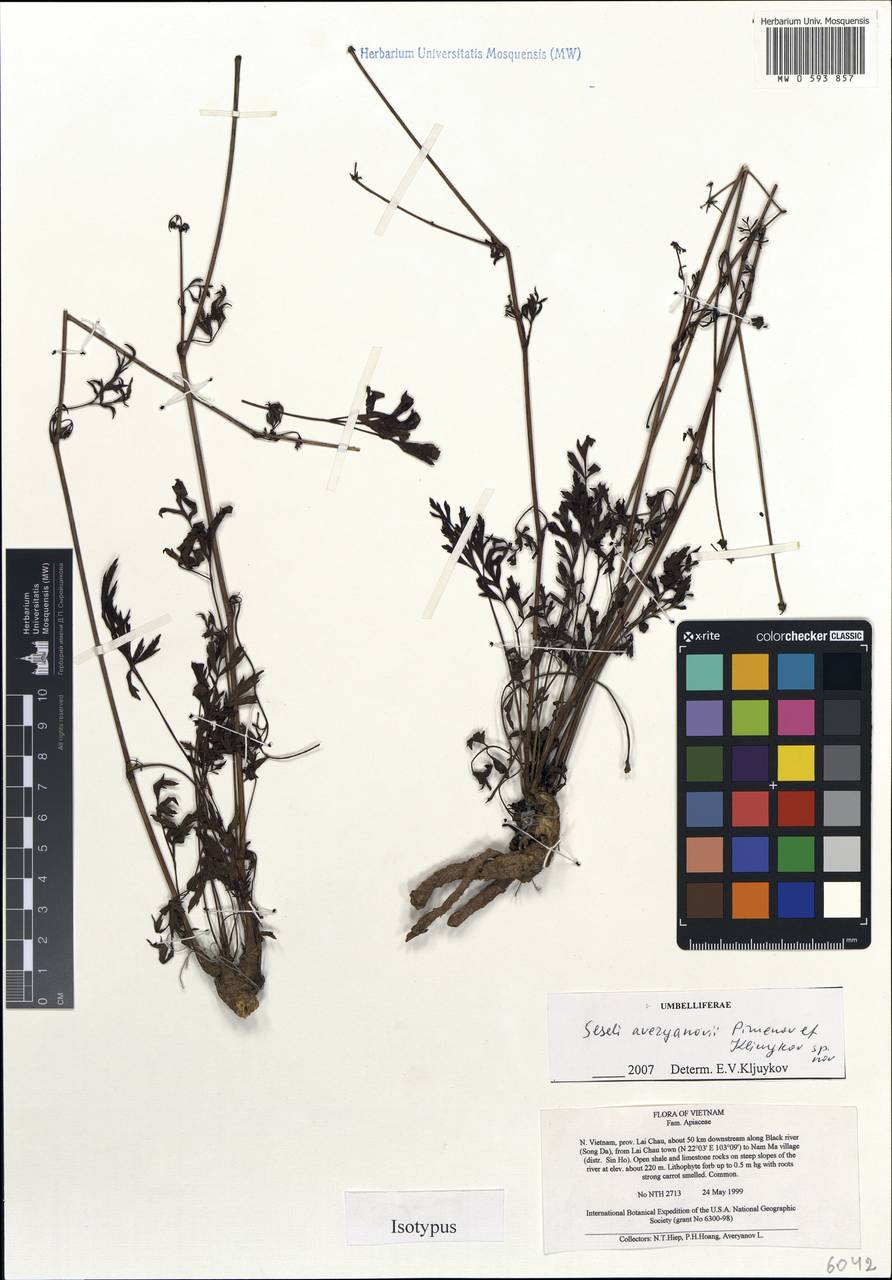Seseli averyanovii Pimenov & Kljuykov, South Asia, South Asia (Asia outside ex-Soviet states and Mongolia) (ASIA) (Vietnam)