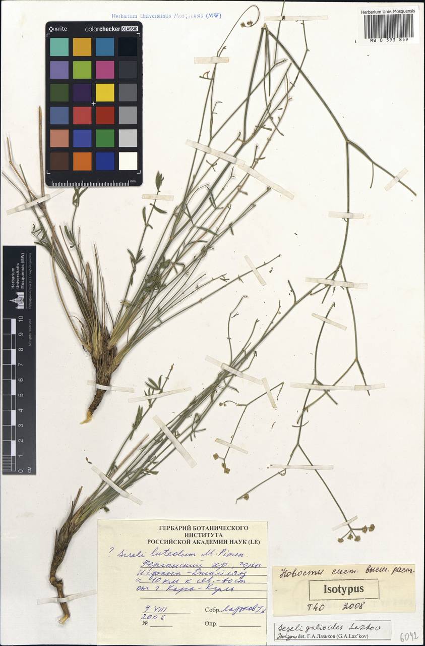 Seseli galioides Lazkov, Middle Asia, Northern & Central Tian Shan (M4) (Kyrgyzstan)