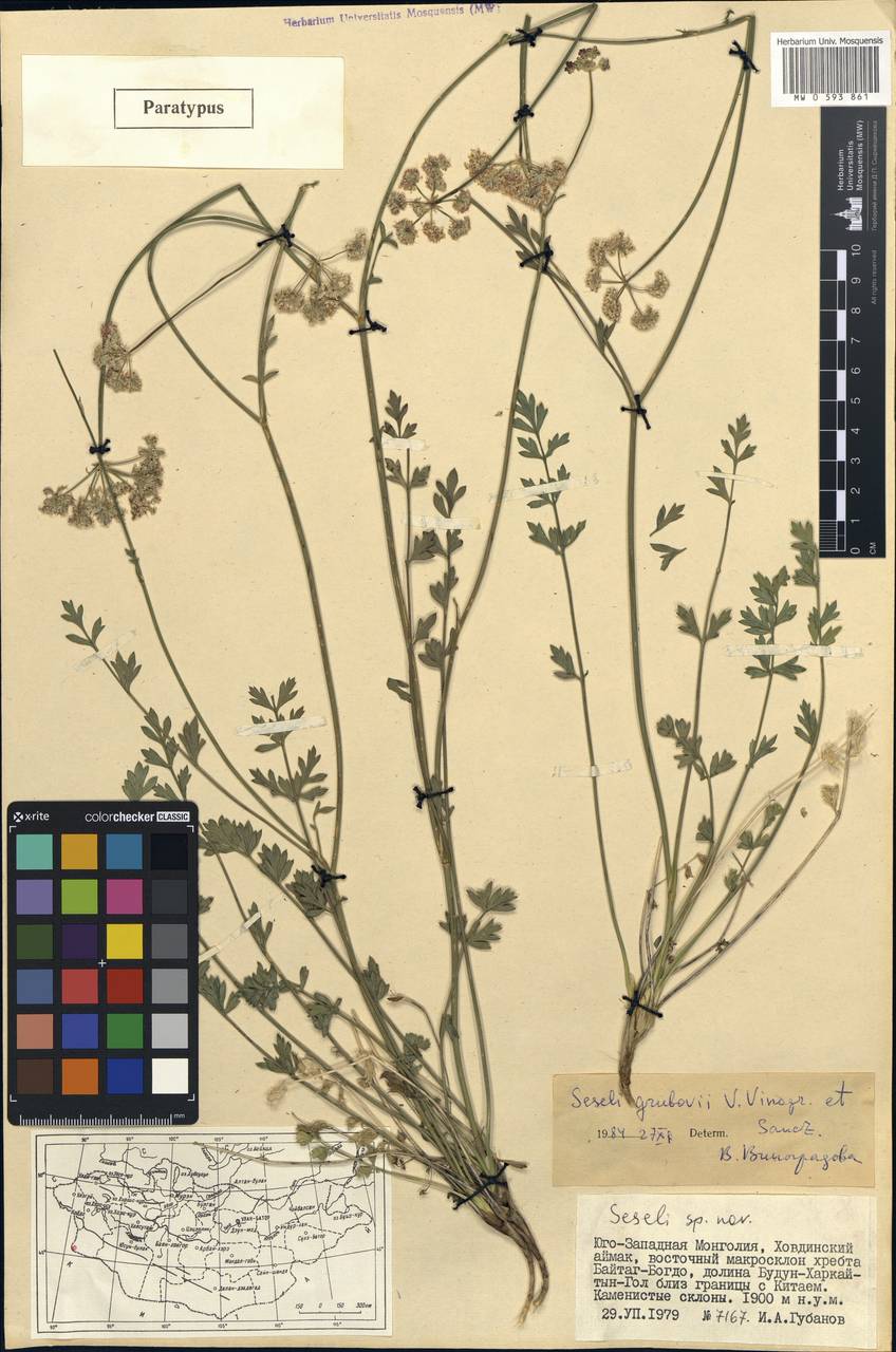 Seseli grubovii V.M.Vinogr. & Sanchir, Mongolia (MONG) (Mongolia)