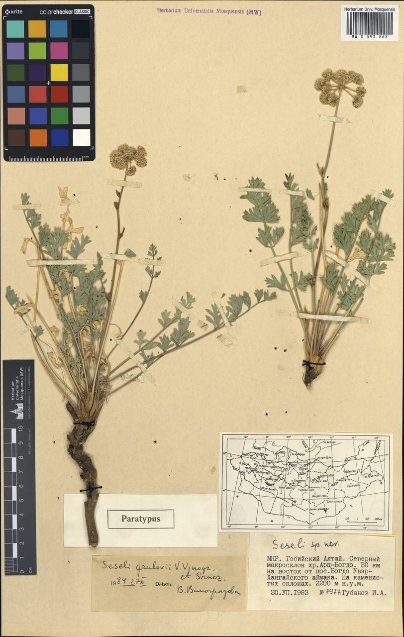 Seseli grubovii V.M.Vinogr. & Sanchir, Mongolia (MONG) (Mongolia)