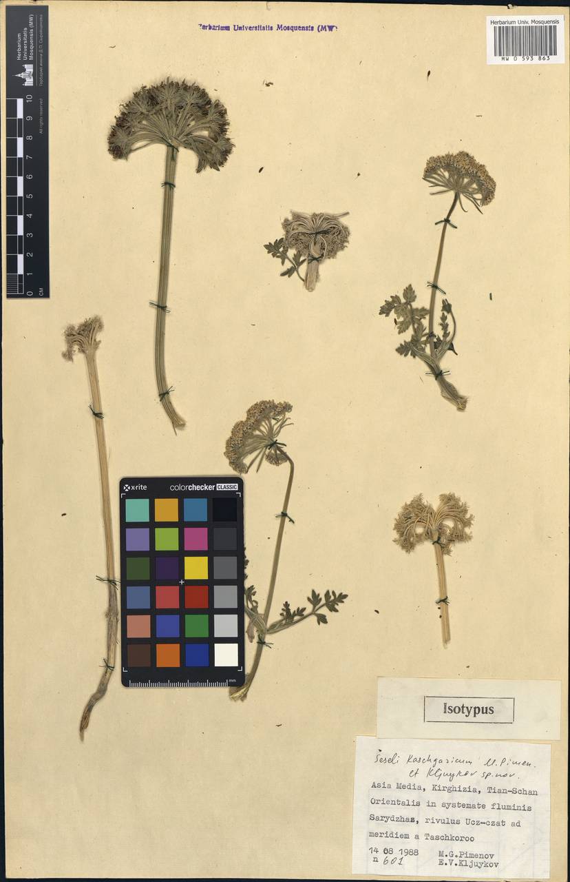 Seseli kaschgaricum Pimenov & Kljuykov, Middle Asia, Northern & Central Tian Shan (M4) (Kyrgyzstan)