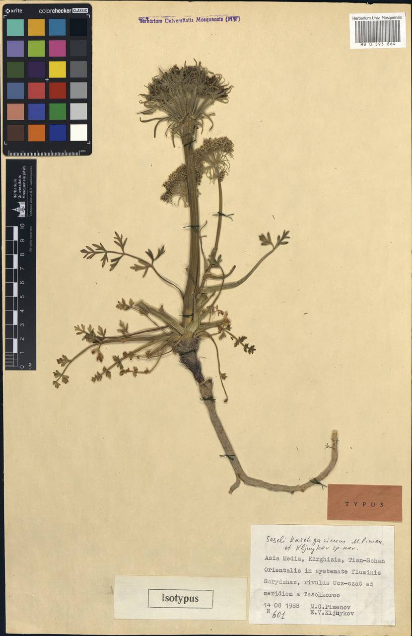 Seseli kaschgaricum Pimenov & Kljuykov, Middle Asia, Northern & Central Tian Shan (M4) (Kyrgyzstan)