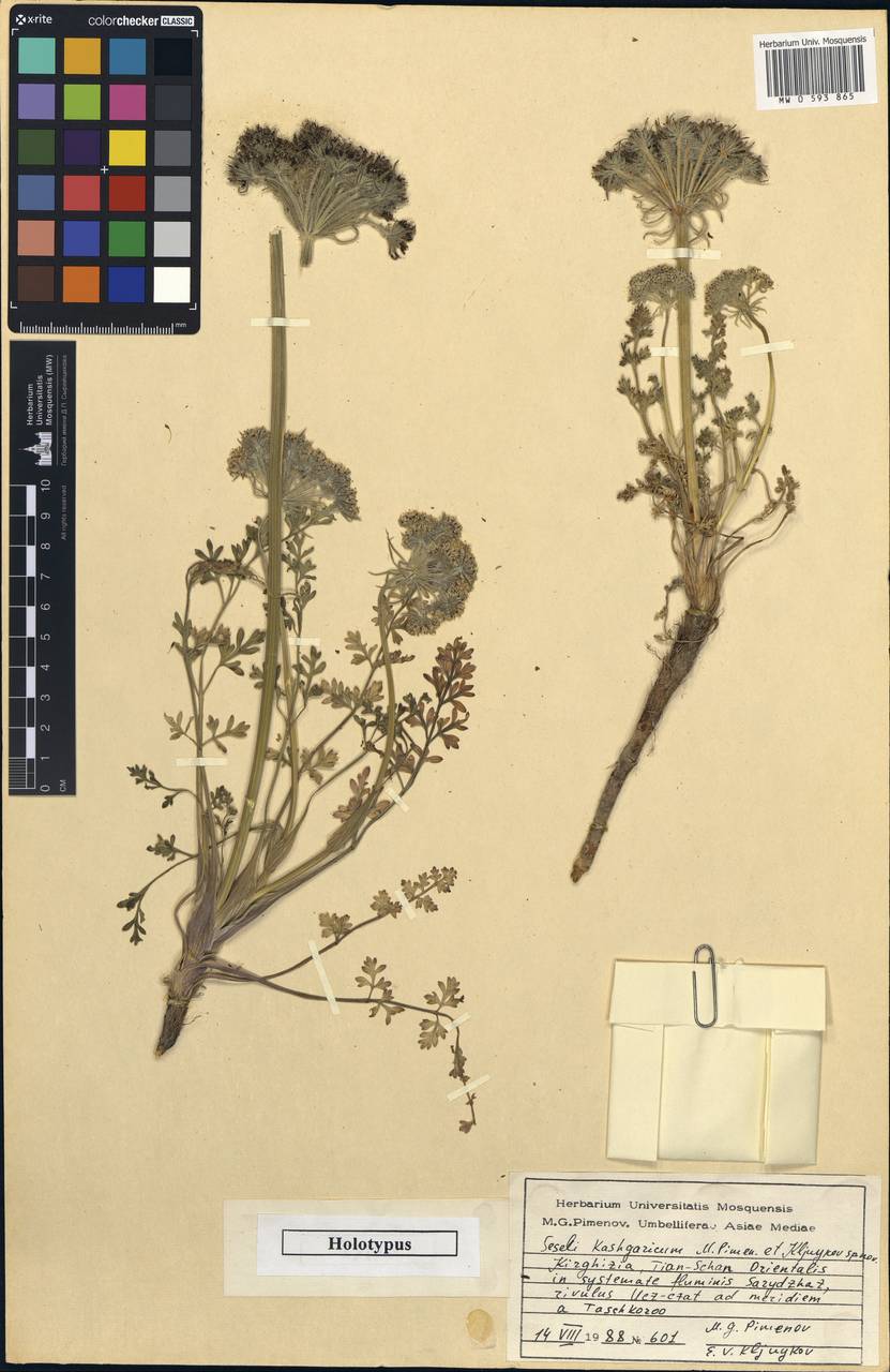 Seseli kaschgaricum Pimenov & Kljuykov, Middle Asia, Northern & Central Tian Shan (M4) (Kyrgyzstan)