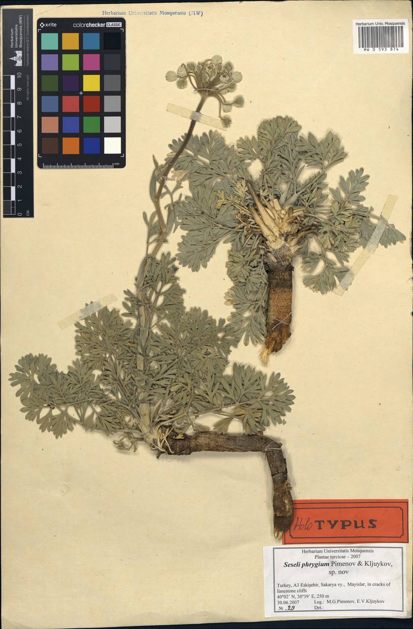 Seseli corymbosum subsp. phrygium (Pimenov & Kljuykov) E. Dogan & H. Duman, South Asia, South Asia (Asia outside ex-Soviet states and Mongolia) (ASIA) (Turkey)