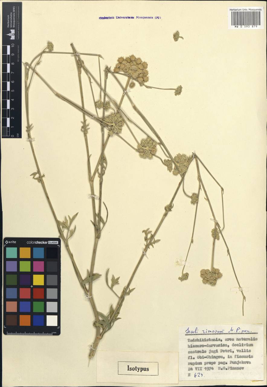 Seseli rimosum Pimenov, Middle Asia, Pamir & Pamiro-Alai (M2) (Tajikistan)