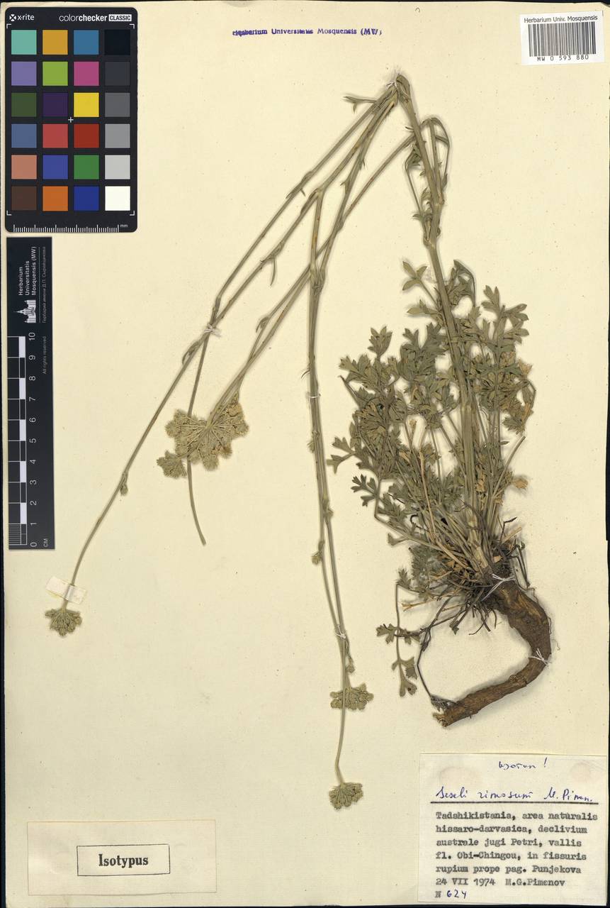 Seseli rimosum Pimenov, Middle Asia, Pamir & Pamiro-Alai (M2) (Tajikistan)