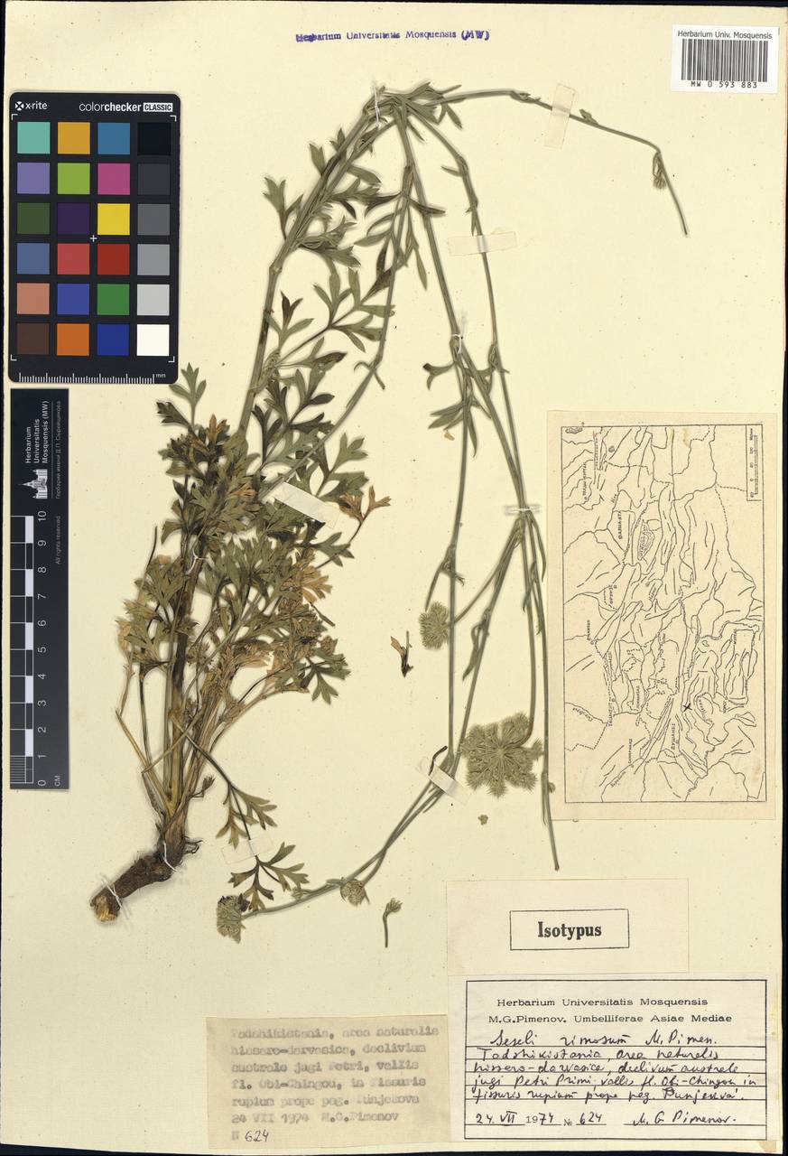 Seseli rimosum Pimenov, Middle Asia, Pamir & Pamiro-Alai (M2) (Tajikistan)