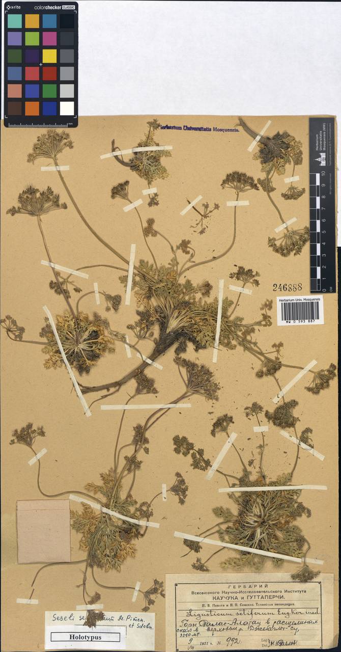 Libanotis setifera (Korov. ex Pavl.) Schischk., Middle Asia, Western Tian Shan & Karatau (M3) (Kazakhstan)