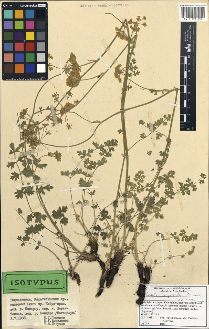 Seseli tragioides Pimenov, Middle Asia, Pamir & Pamiro-Alai (M2) (Tajikistan)