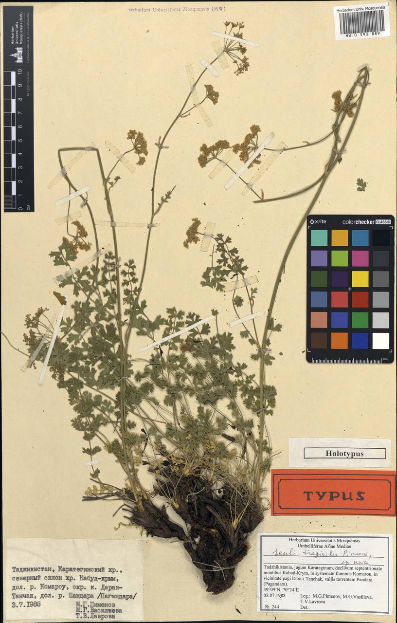 Seseli tragioides Pimenov, Middle Asia, Pamir & Pamiro-Alai (M2) (Tajikistan)
