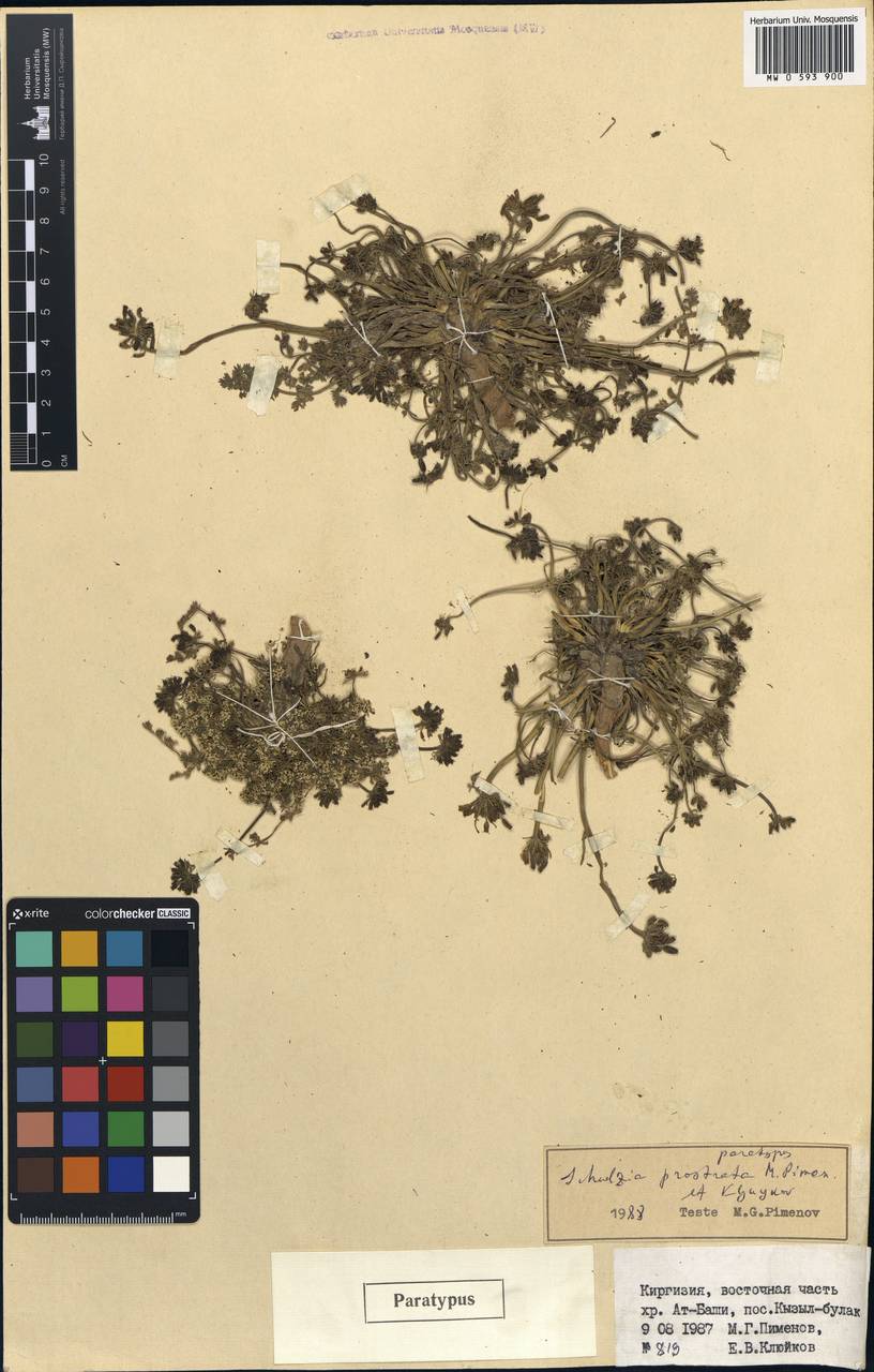 Schulzia prostrata Pimenov & Kljuykov, Middle Asia, Northern & Central Tian Shan (M4) (Kyrgyzstan)