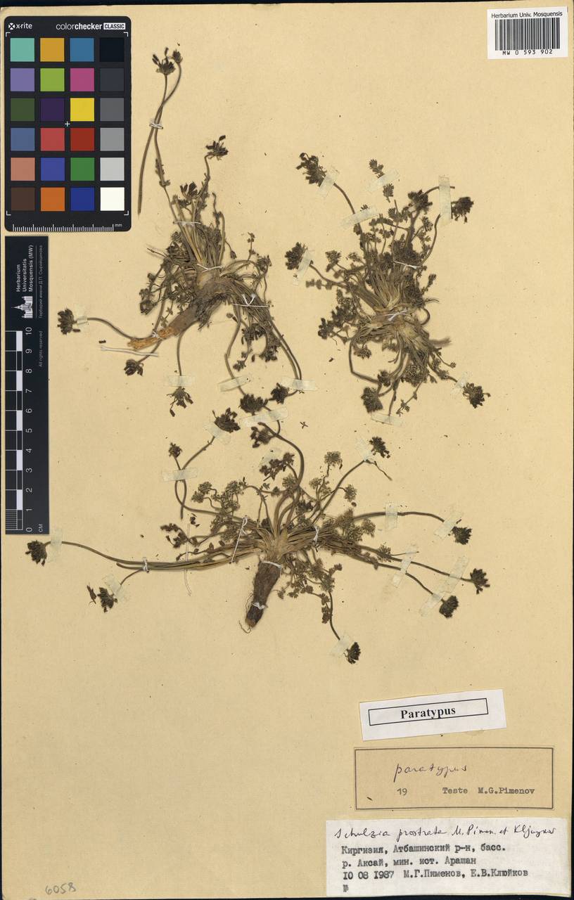 Schulzia prostrata Pimenov & Kljuykov, Middle Asia, Northern & Central Tian Shan (M4) (Kyrgyzstan)