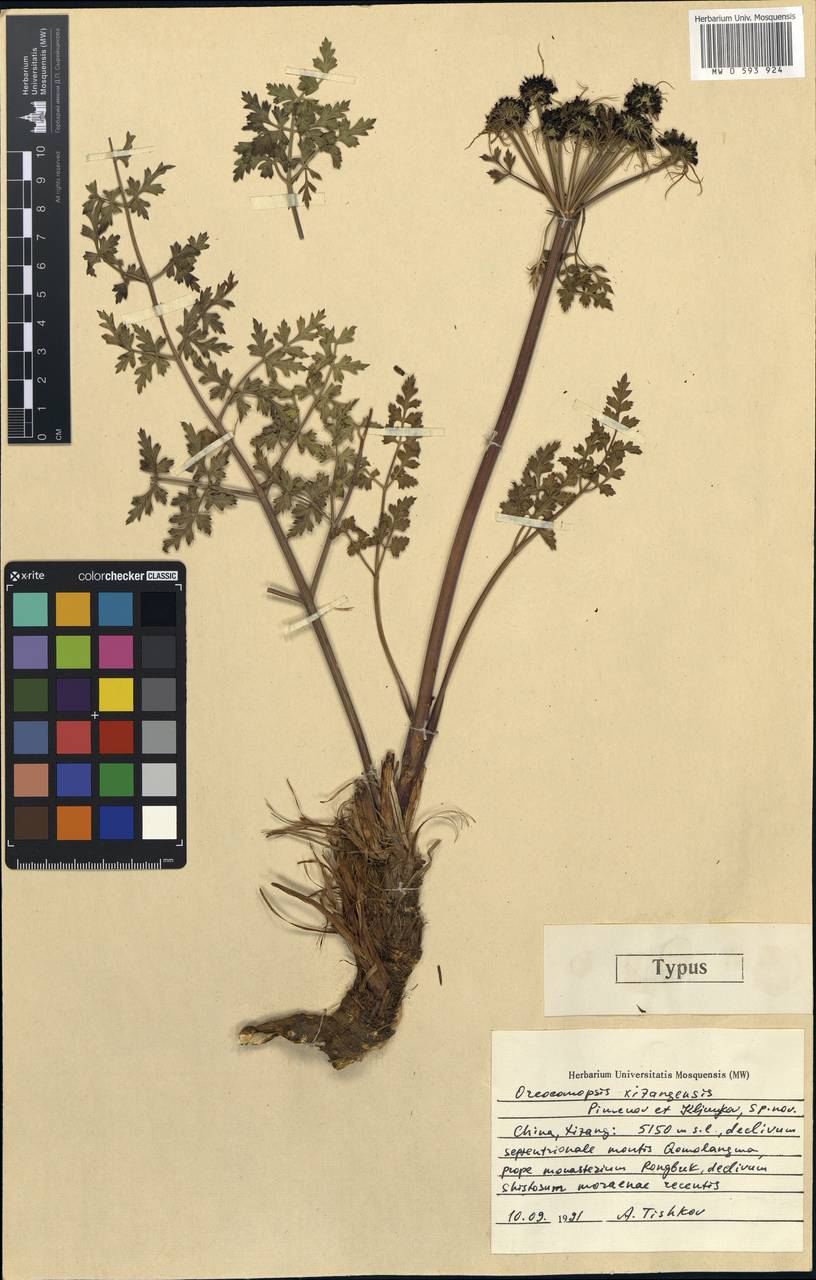 Oreocomopsis xizangensis Pimenov & Kljuykov, South Asia, South Asia (Asia outside ex-Soviet states and Mongolia) (ASIA) (China)