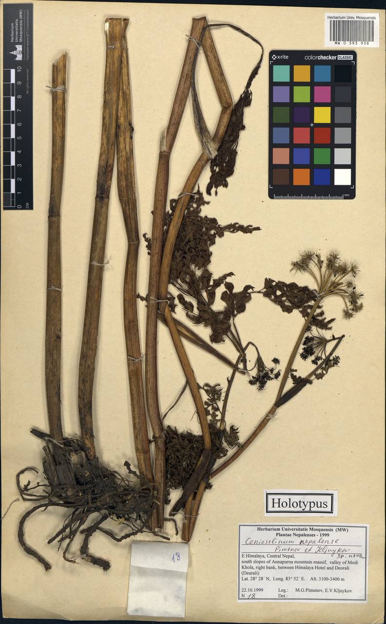 Conioselinum nepalense Pimenov & Kljuykov, South Asia, South Asia (Asia outside ex-Soviet states and Mongolia) (ASIA) (Nepal)
