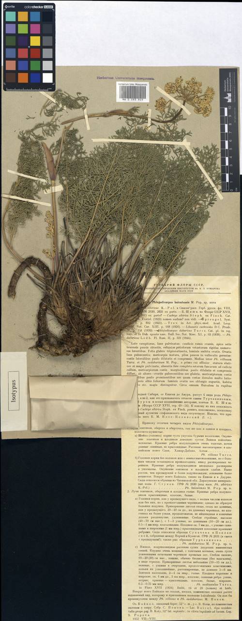 Phlojodicarpus sibiricus subsp. sibiricus, Siberia, Baikal & Transbaikal region (S4) (Russia)