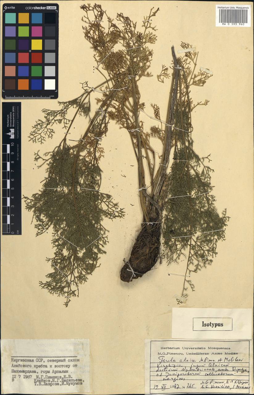 Ferula alaica Pimenov & Melibaev, Middle Asia, Pamir & Pamiro-Alai (M2) (Kyrgyzstan)