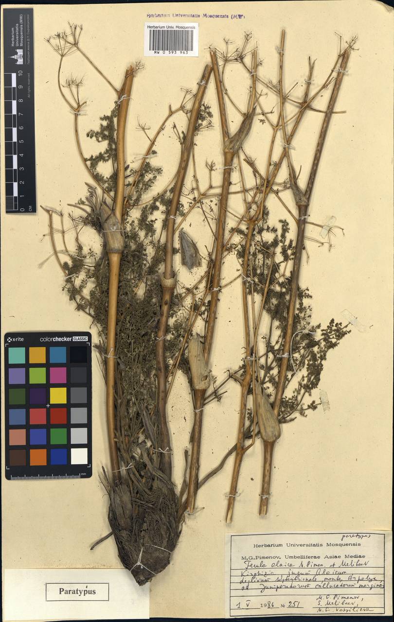 Ferula alaica Pimenov & Melibaev, Middle Asia, Pamir & Pamiro-Alai (M2) (Kyrgyzstan)