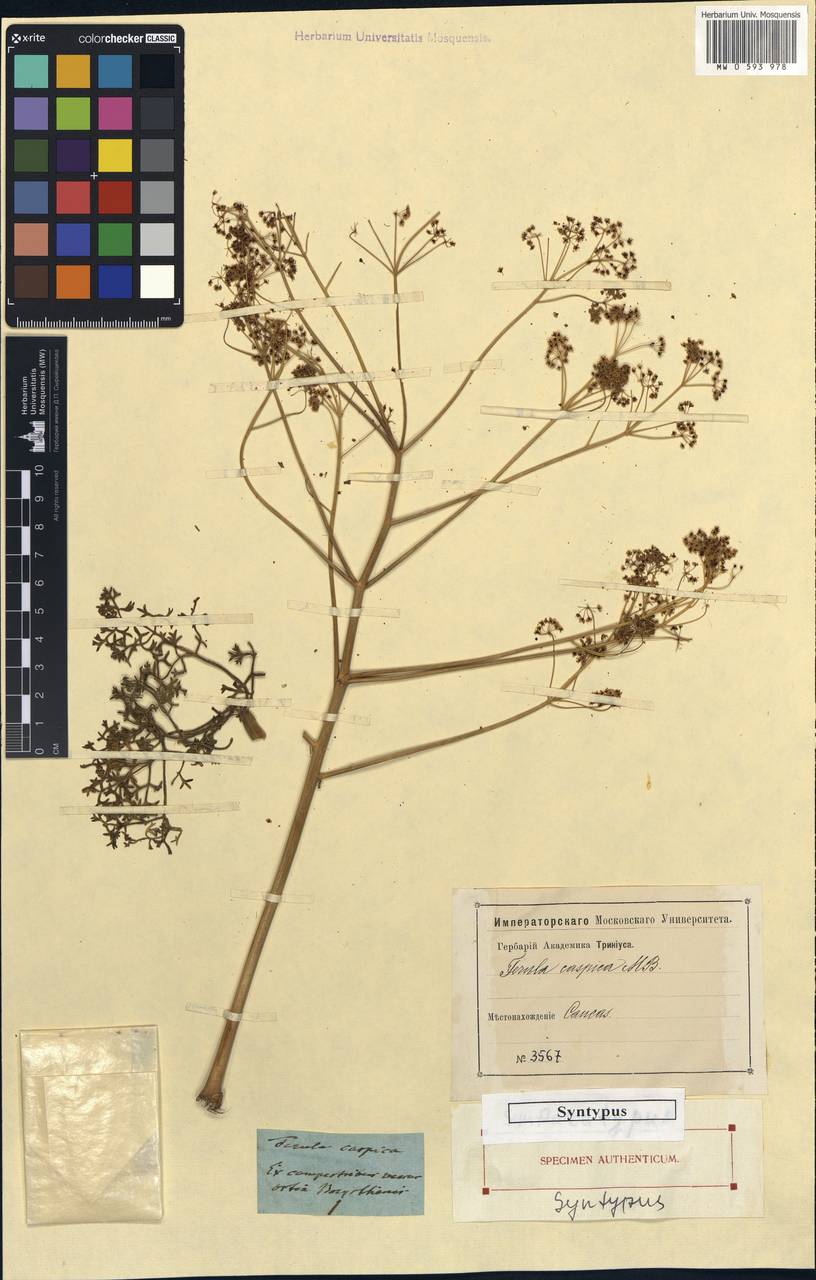 Ferula caspica M. Bieb., Unclassified