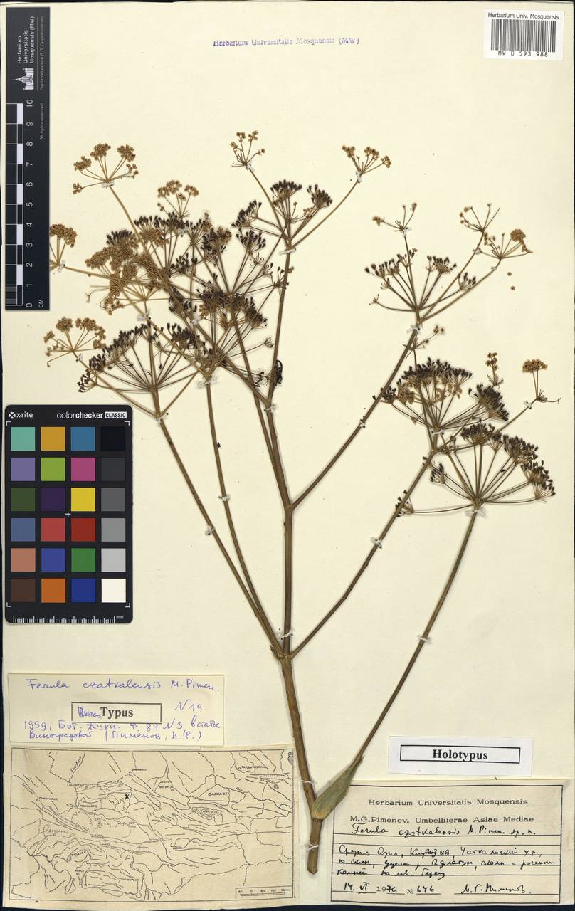 Ferula czatkalensis Pimenov, Middle Asia, Western Tian Shan & Karatau (M3) (Kyrgyzstan)