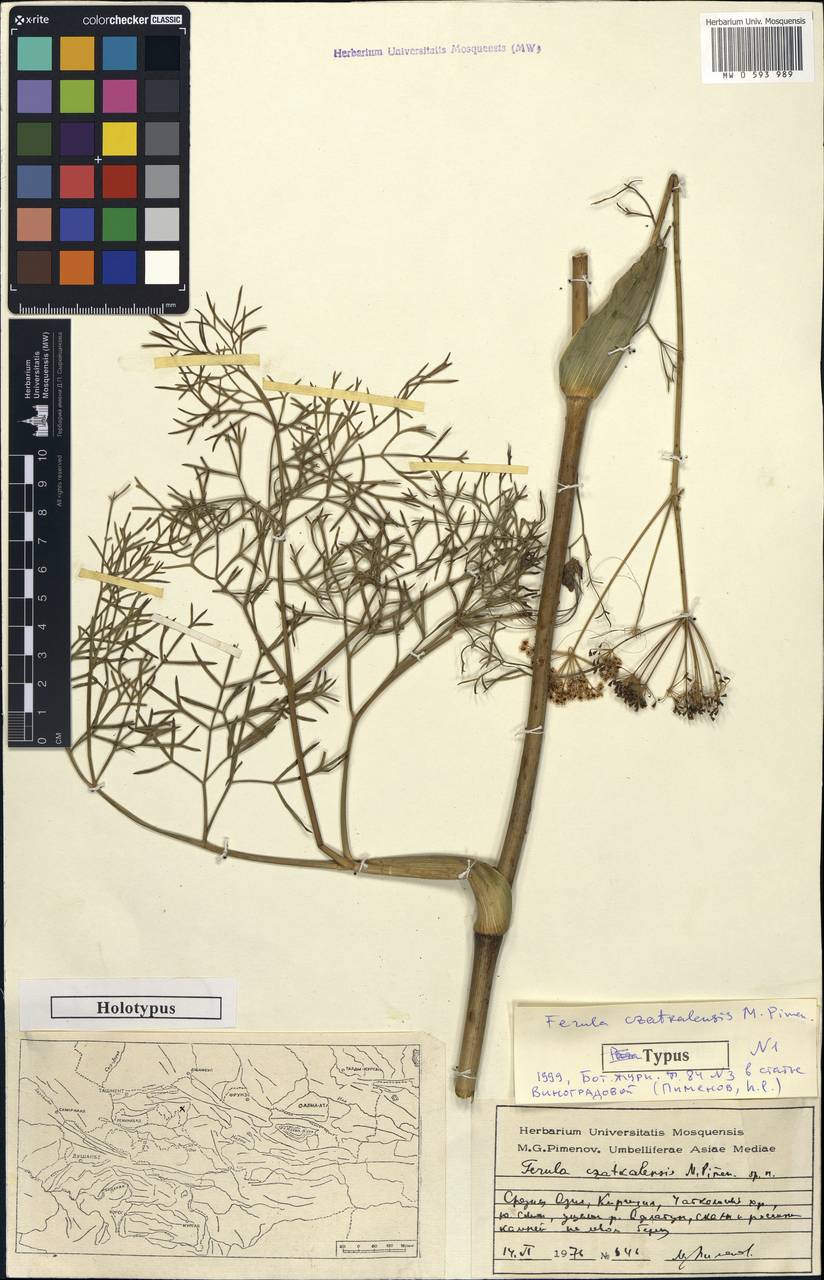 Ferula czatkalensis Pimenov, Middle Asia, Western Tian Shan & Karatau (M3) (Kyrgyzstan)