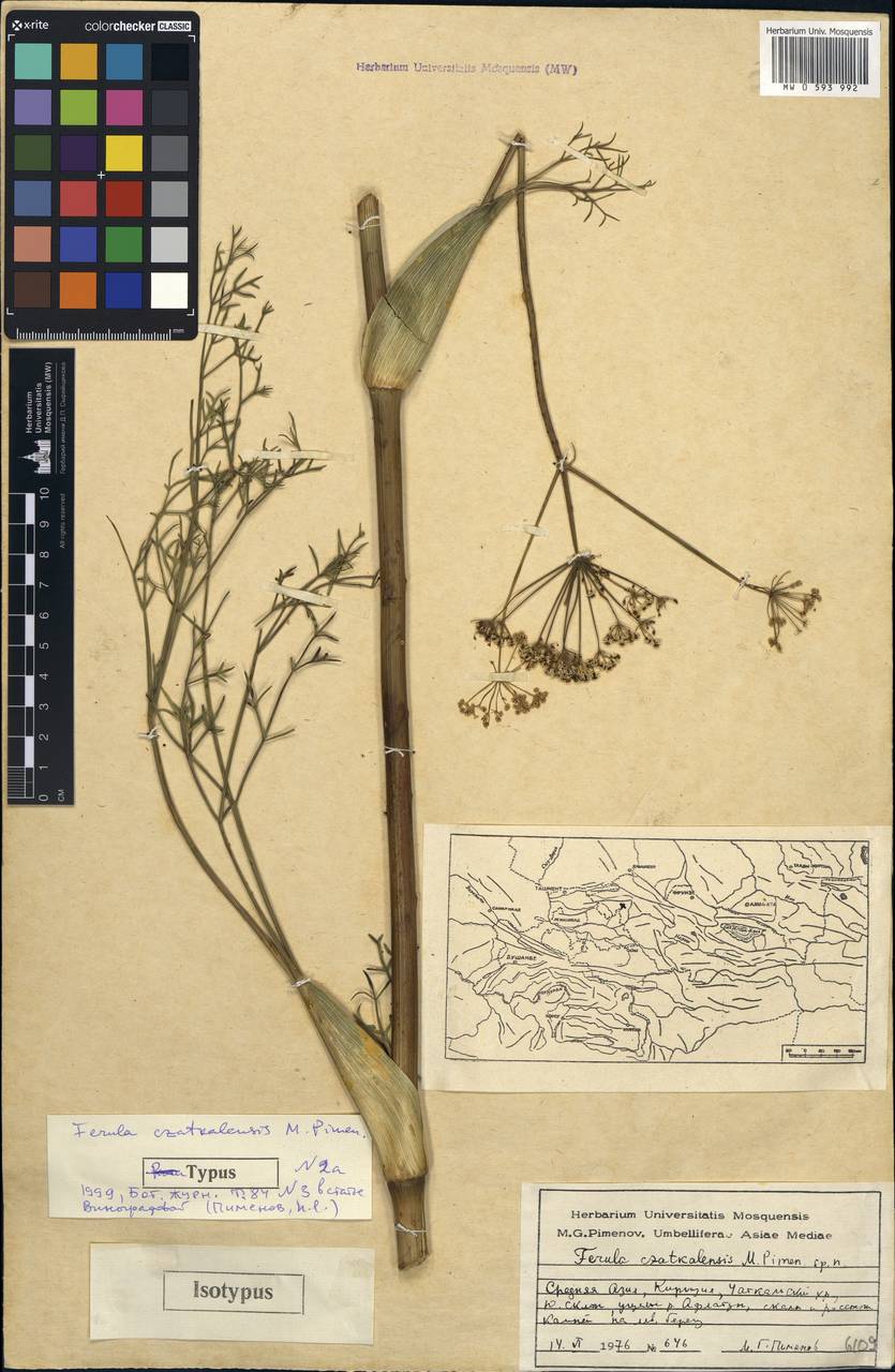 Ferula czatkalensis Pimenov, Middle Asia, Western Tian Shan & Karatau (M3) (Kyrgyzstan)