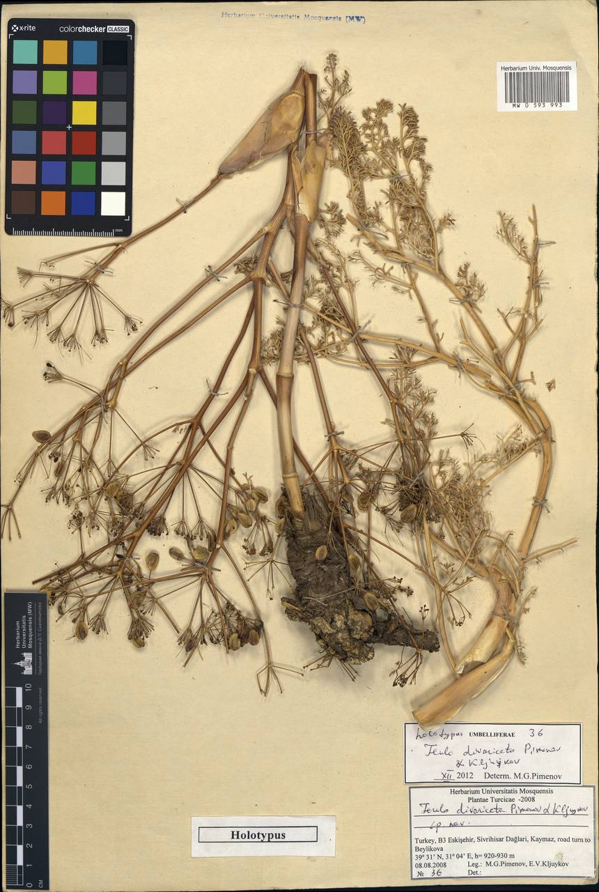 Ferula divaricata Pimenov & Kljuykov, South Asia, South Asia (Asia outside ex-Soviet states and Mongolia) (ASIA) (Turkey)