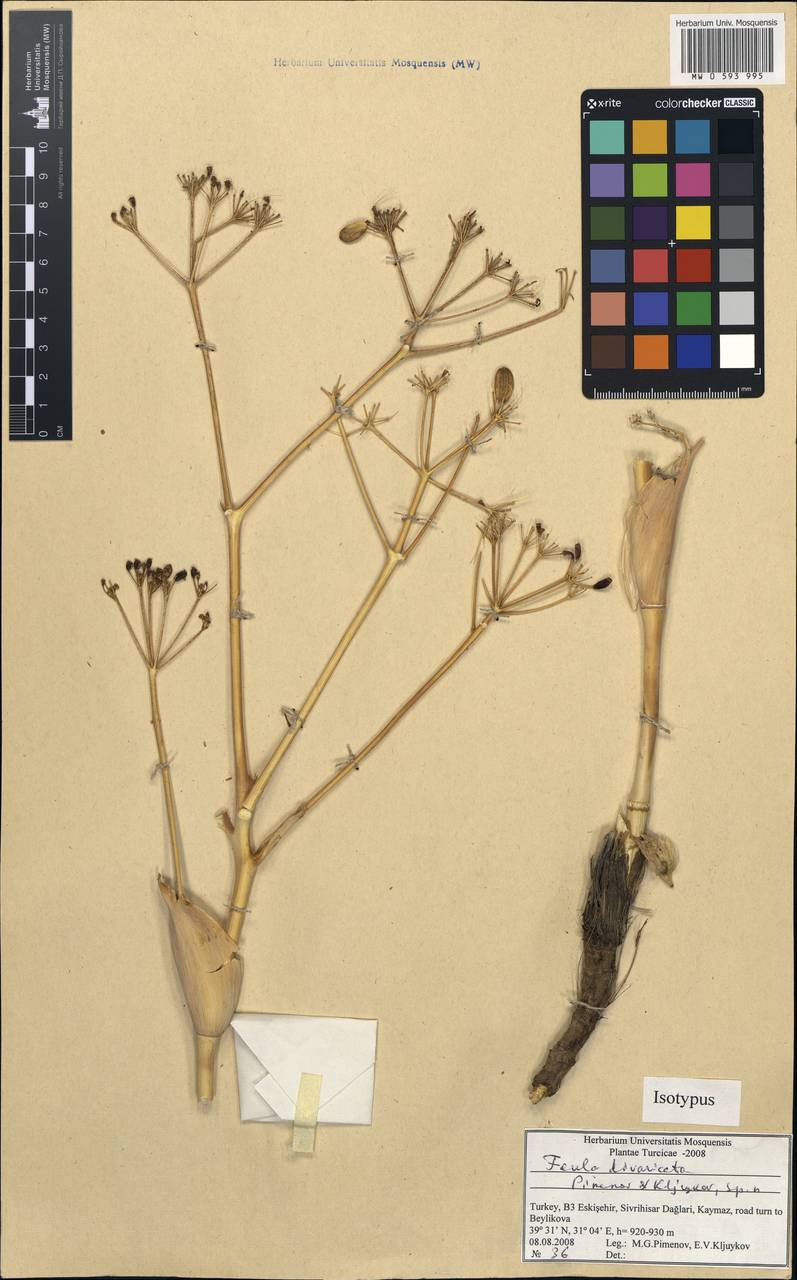 Ferula divaricata Pimenov & Kljuykov, South Asia, South Asia (Asia outside ex-Soviet states and Mongolia) (ASIA) (Turkey)