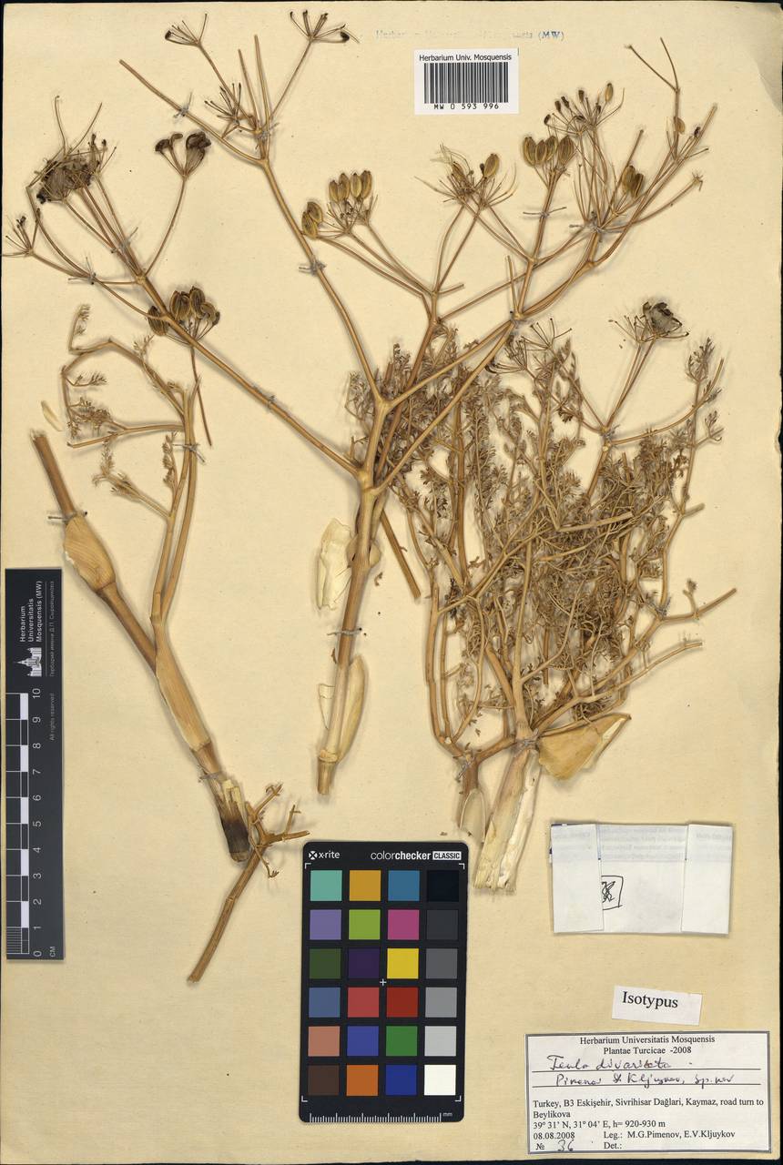 Ferula divaricata Pimenov & Kljuykov, South Asia, South Asia (Asia outside ex-Soviet states and Mongolia) (ASIA) (Turkey)