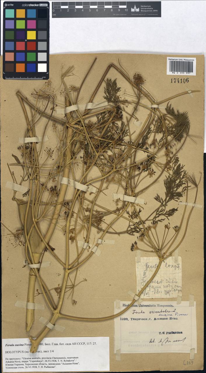 Ferula euxina Pimenov, Eastern Europe, South Ukrainian region (E12) (Ukraine)