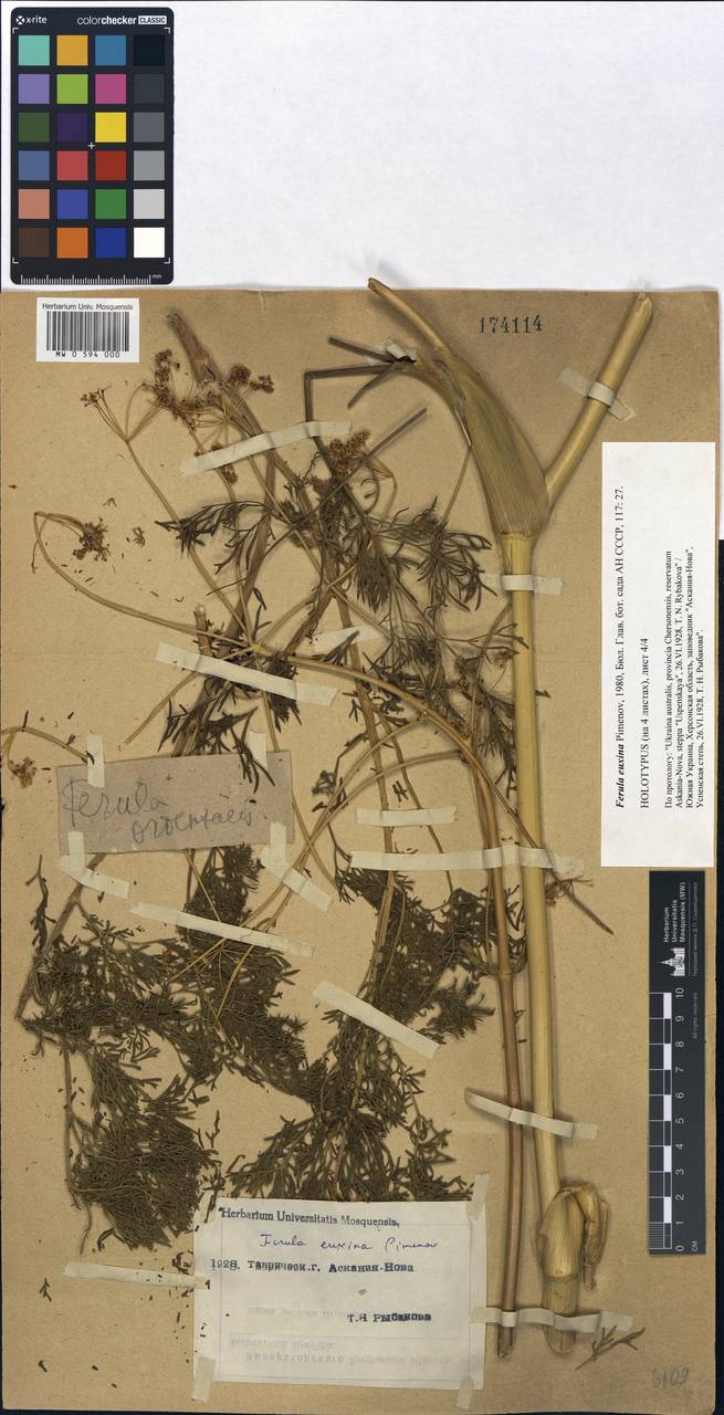 Ferula euxina Pimenov, Eastern Europe, South Ukrainian region (E12) (Ukraine)