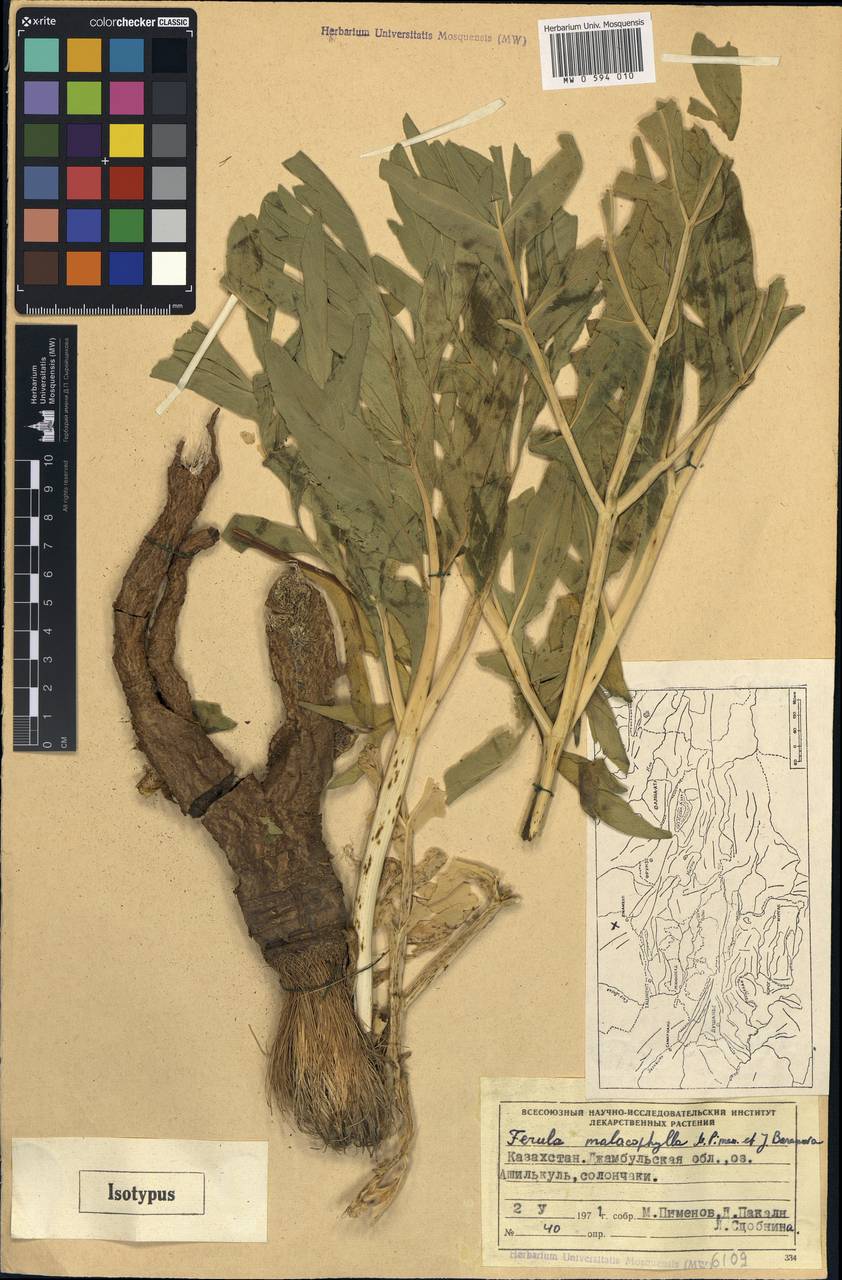 Ferula malacophylla Pimenov & J.V.Baranova, Middle Asia, Muyunkumy, Balkhash & Betpak-Dala (M9) (Kazakhstan)