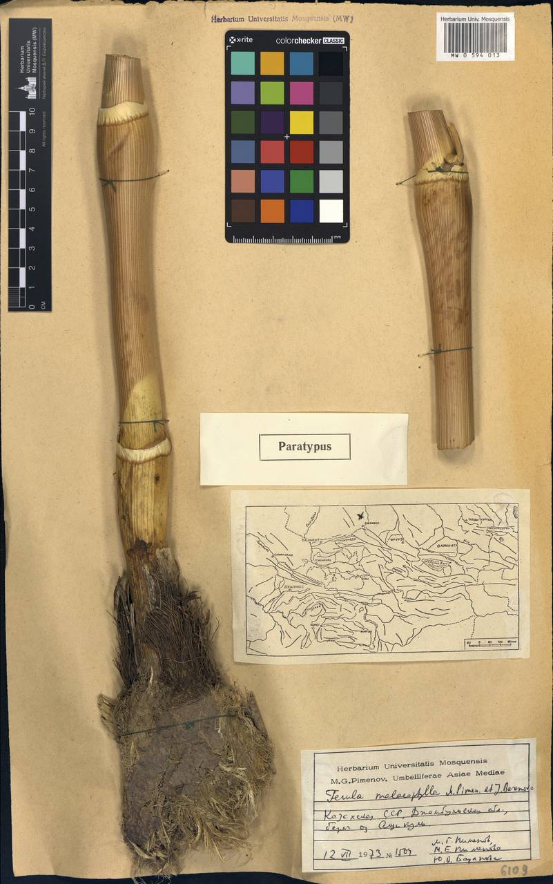 Ferula malacophylla Pimenov & J.V.Baranova, Middle Asia, Muyunkumy, Balkhash & Betpak-Dala (M9) (Kazakhstan)