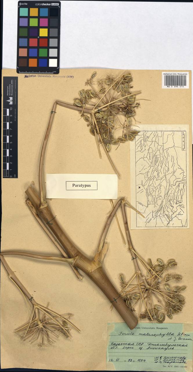 Ferula malacophylla Pimenov & J.V.Baranova, Middle Asia, Muyunkumy, Balkhash & Betpak-Dala (M9) (Kazakhstan)