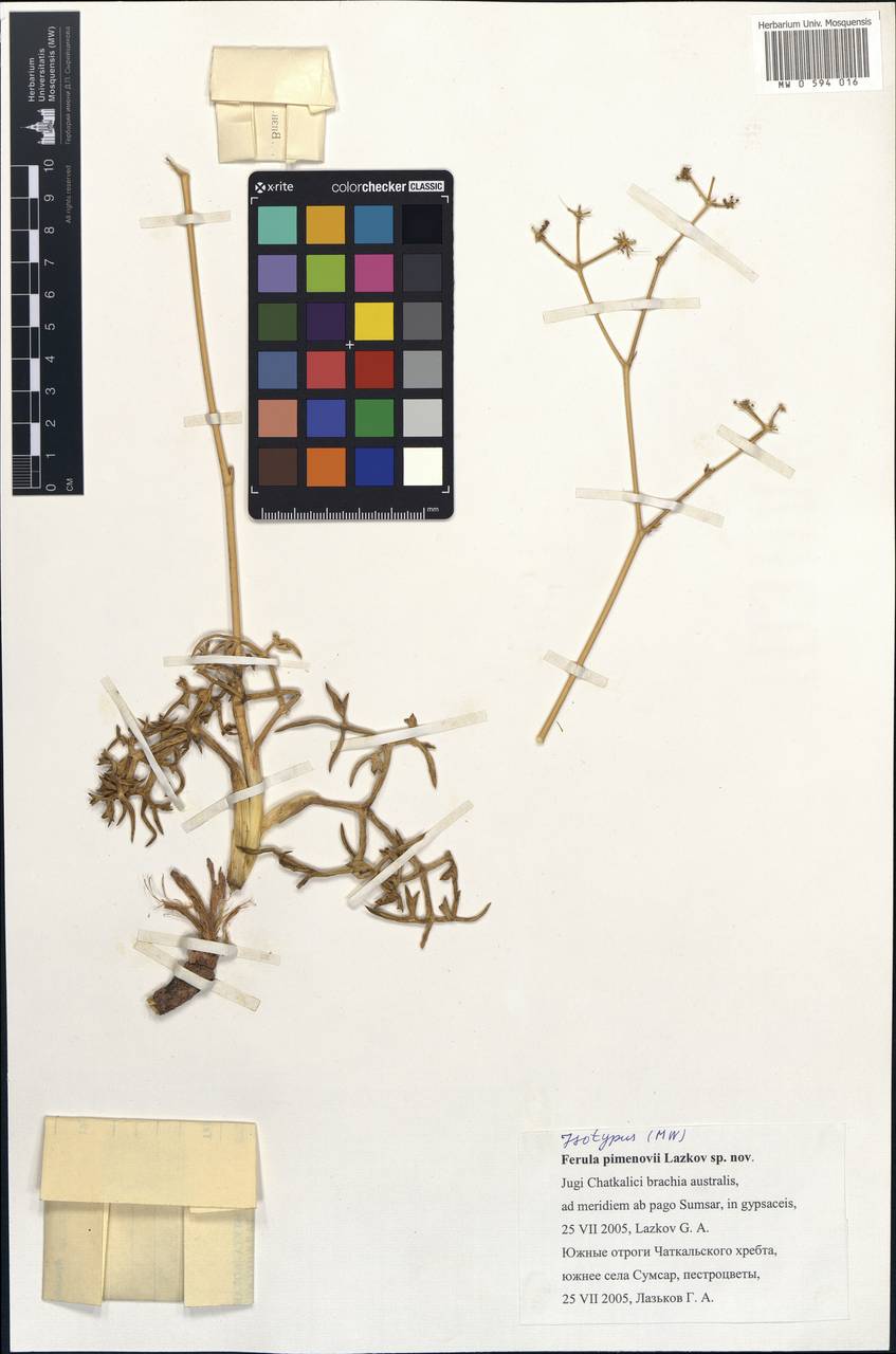 Ferula pimenovii Lazkov, Middle Asia, Western Tian Shan & Karatau (M3) (Kyrgyzstan)