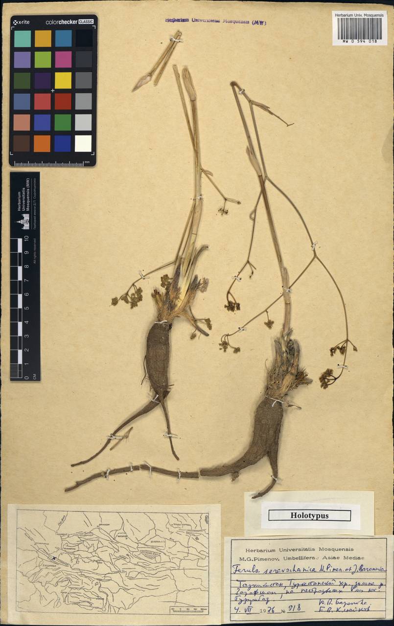 Ferula seravschanica Pimenov & J.V.Baranova, Middle Asia, Pamir & Pamiro-Alai (M2) (Tajikistan)