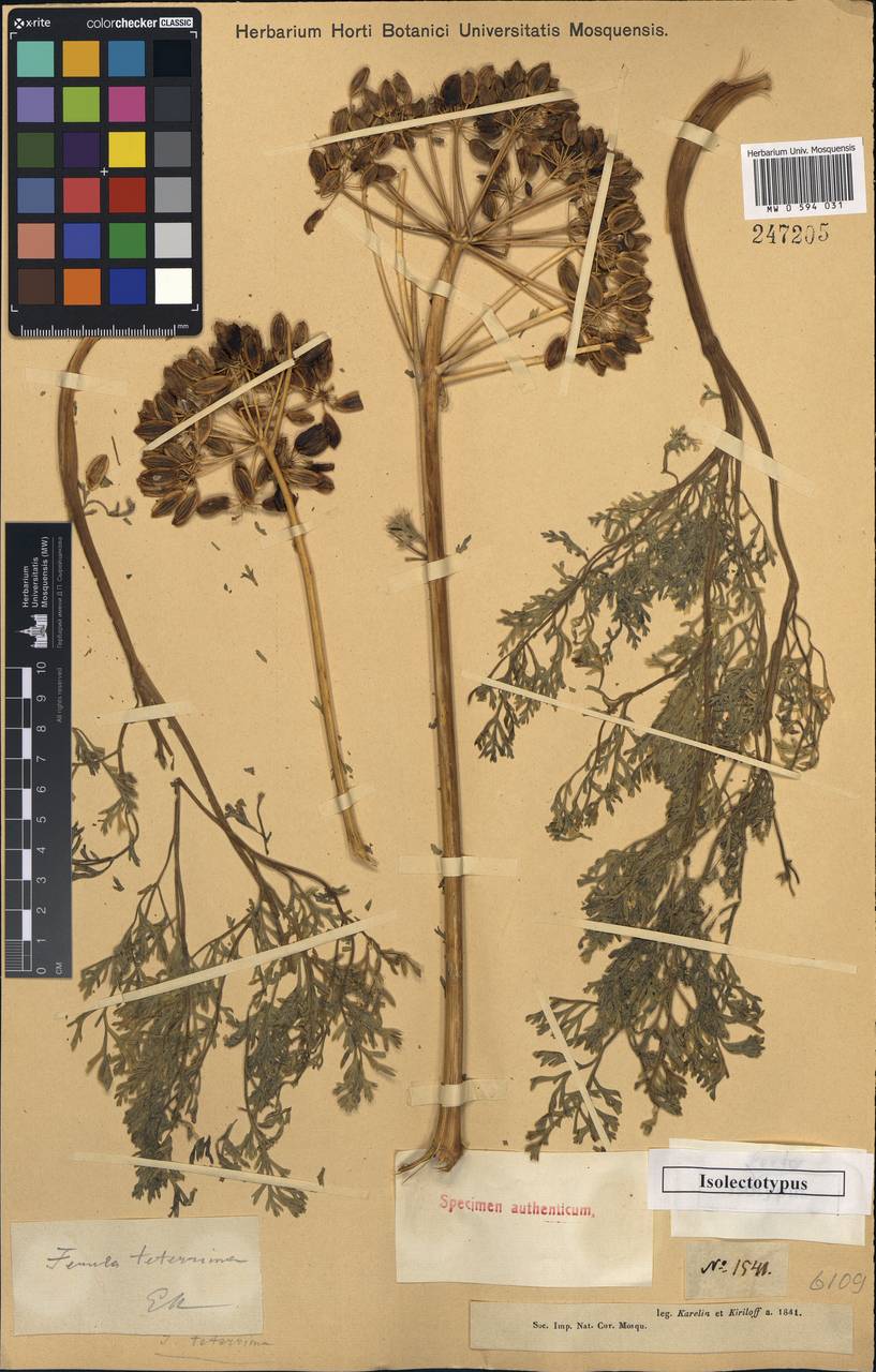 Ferula teterrima Kar. & Kir., Middle Asia, Dzungarian Alatau & Tarbagatai (M5) (Kazakhstan)