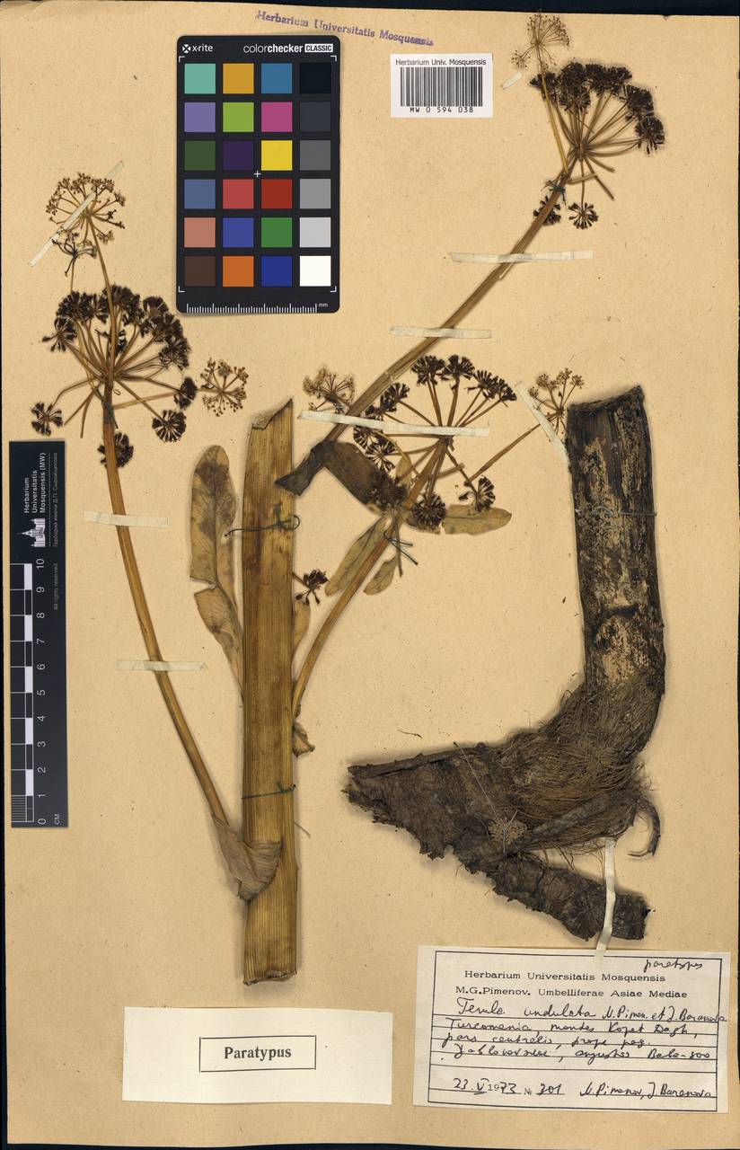Ferula latisecta Rech.fil. & Aellen, Middle Asia, Kopet Dag, Badkhyz, Small & Great Balkhan (M1) (Turkmenistan)