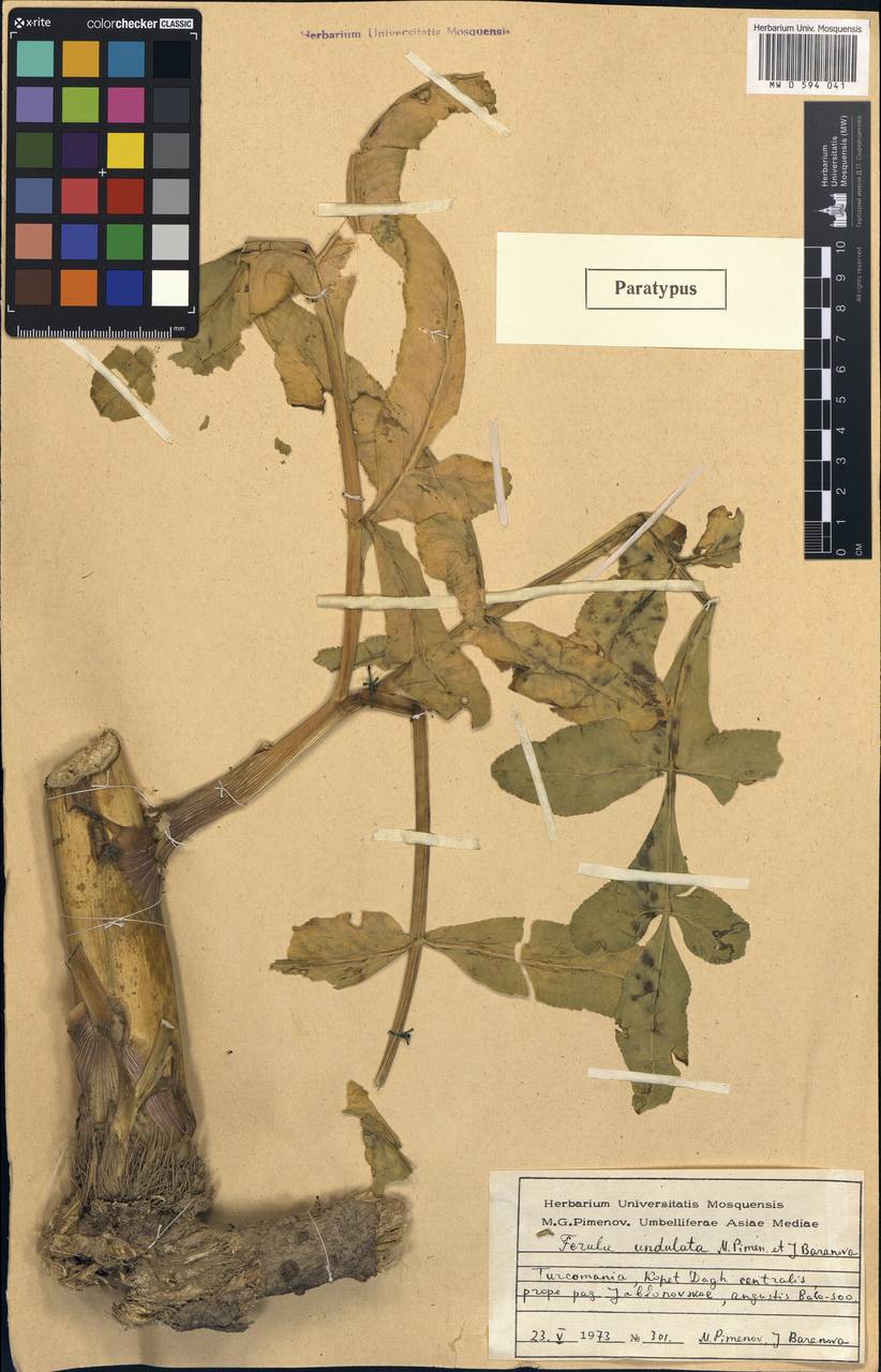 Ferula latisecta Rech.fil. & Aellen, Middle Asia, Kopet Dag, Badkhyz, Small & Great Balkhan (M1) (Turkmenistan)