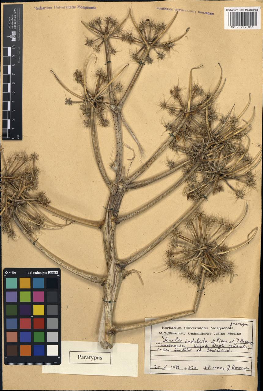Ferula latisecta Rech.fil. & Aellen, Middle Asia, Kopet Dag, Badkhyz, Small & Great Balkhan (M1) (Turkmenistan)