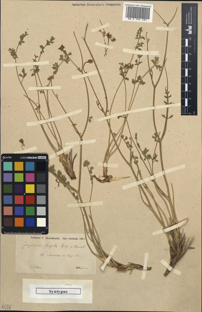 Semenovia frigida (Boiss. & Hausskn.) Manden., South Asia, South Asia (Asia outside ex-Soviet states and Mongolia) (ASIA) (Iran)