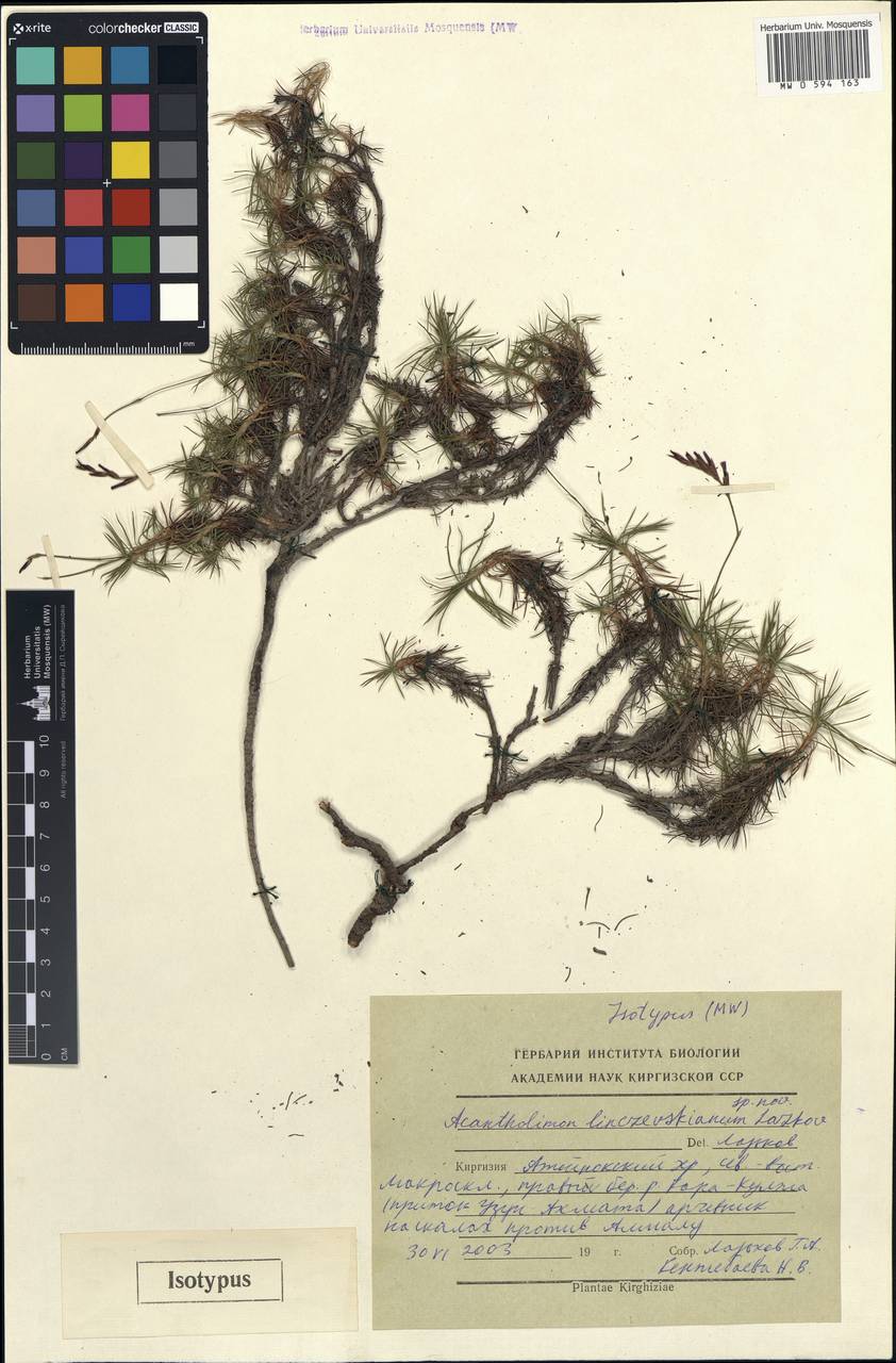 Acantholimon linczevskianum Lazkov, Middle Asia, Western Tian Shan & Karatau (M3) (Kyrgyzstan)