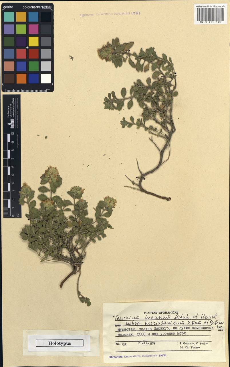 Teucrium stocksianum subsp. incanum (Hedge & Lamond) Rech.f., South Asia, South Asia (Asia outside ex-Soviet states and Mongolia) (ASIA) (Afghanistan)