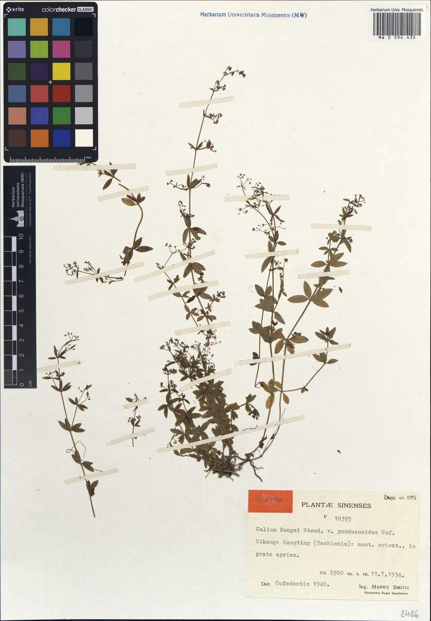 Galium bungei var. punduanoides Cufod., South Asia, South Asia (Asia outside ex-Soviet states and Mongolia) (ASIA) (China)