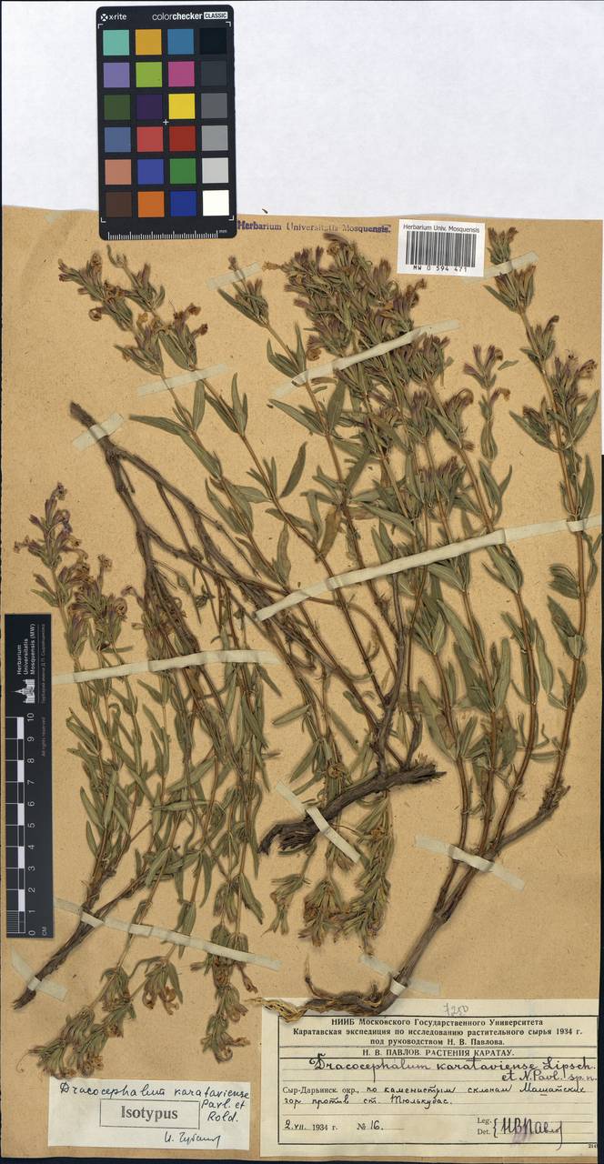 Dracocephalum karataviense, Middle Asia, Western Tian Shan & Karatau (M3) (Kazakhstan)